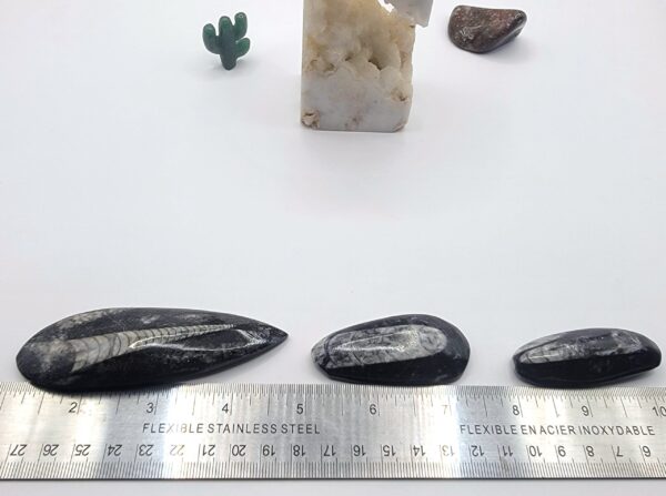 Orthoceras Fossils - Image 3