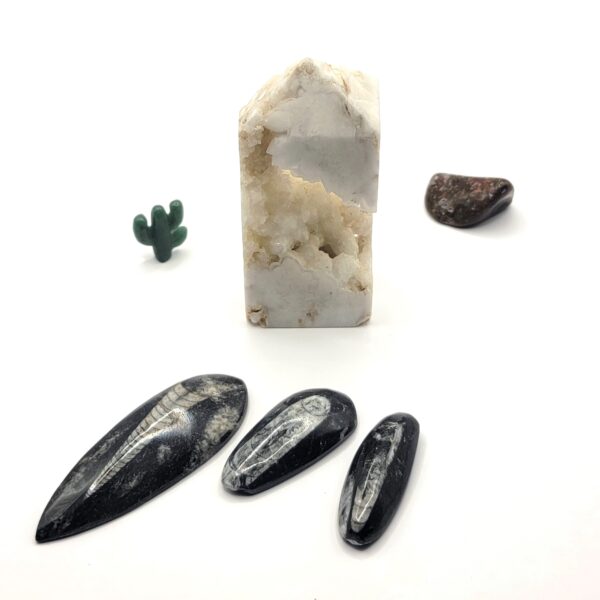Orthoceras Fossils