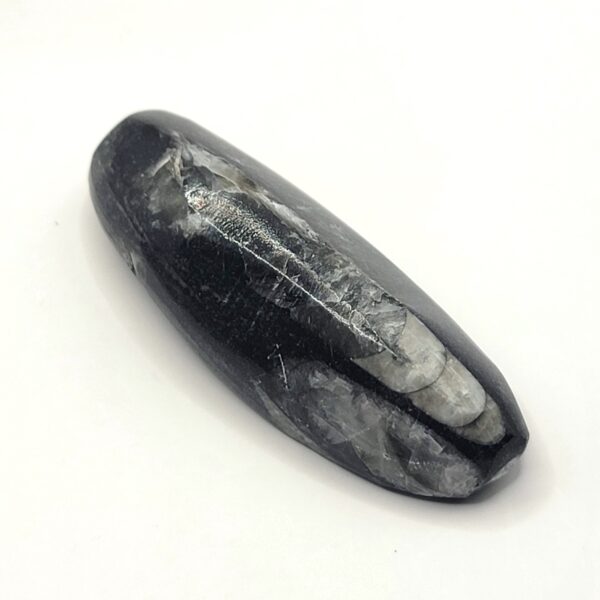 Orthoceras Fossils - Image 6