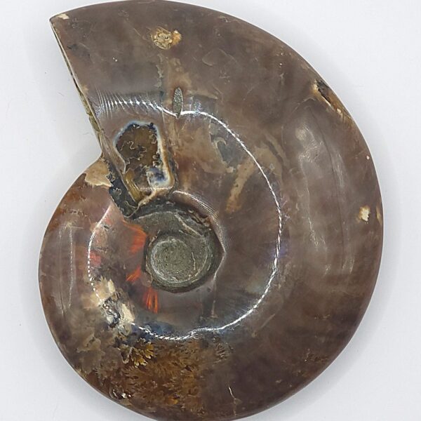 Ammonite Fossils - Image 12