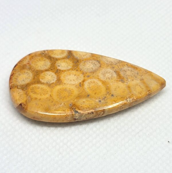 Fossilized Coral Cabochons - Image 14
