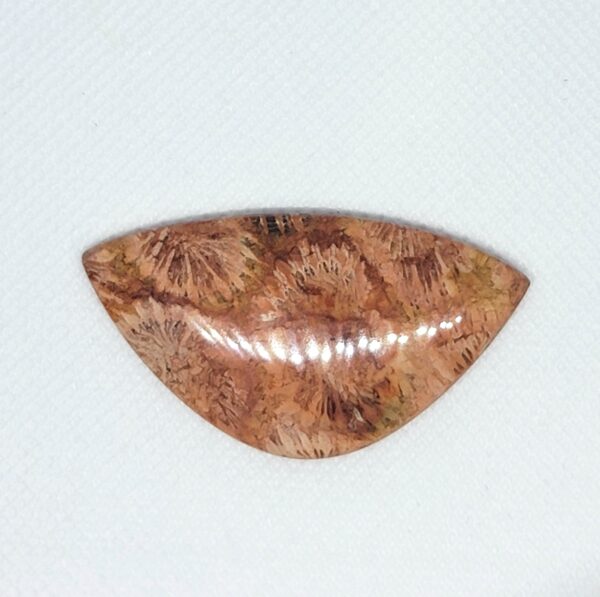 Fossilized Coral Cabochons - Image 4