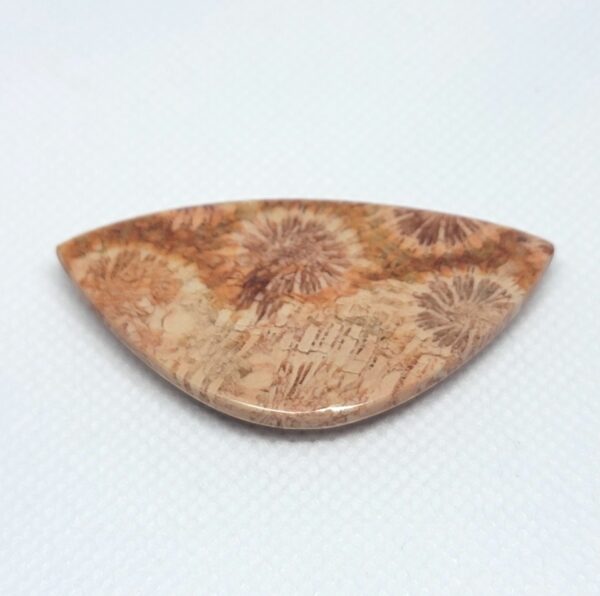 Fossilized Coral Cabochons - Image 5