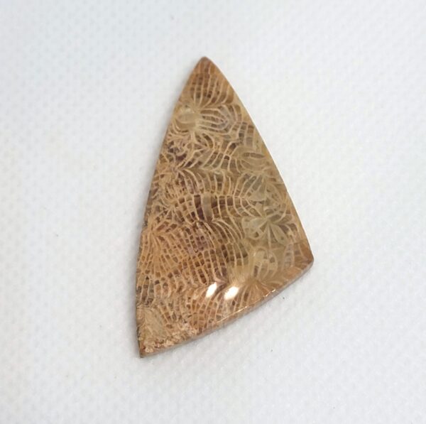 Fossilized Coral Cabochons - Image 6