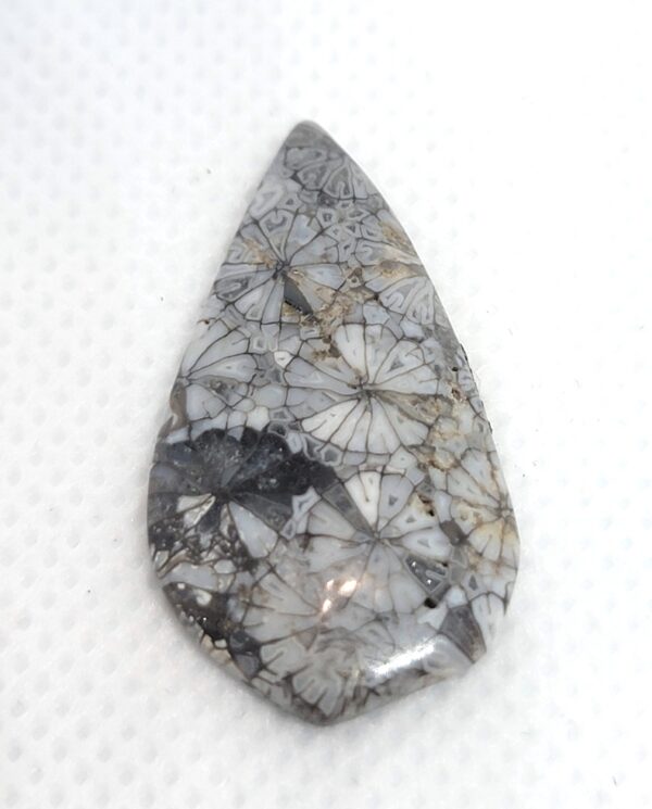 Fossilized Coral Cabochons - Image 8