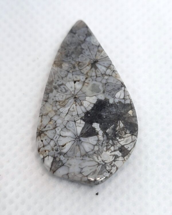 Fossilized Coral Cabochons - Image 10
