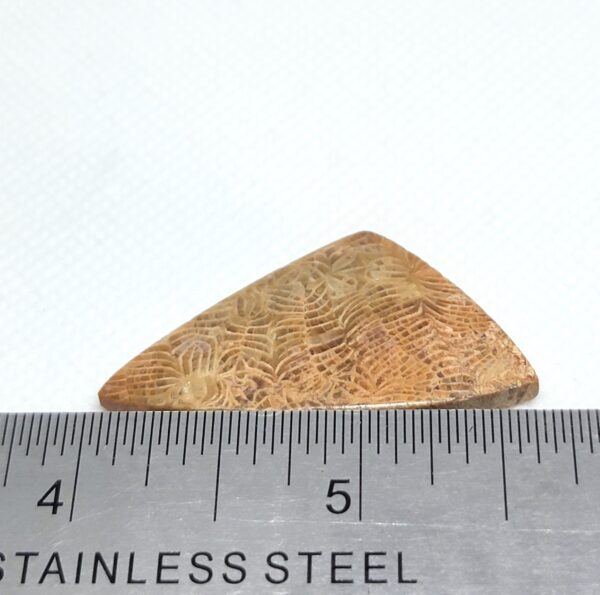 Fossilized Coral Cabochons - Image 11