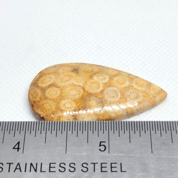 Fossilized Coral Cabochons - Image 15