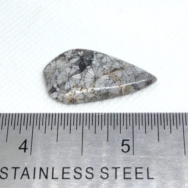 Fossilized Coral Cabochons - Image 13