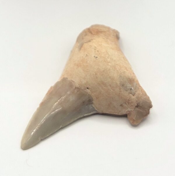 Otodus Shark Tooth Fossil - Image 3