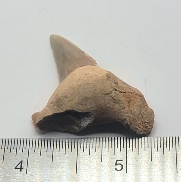 Otodus Shark Tooth Fossil - Image 5