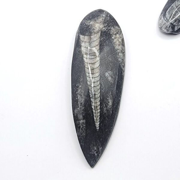 Orthoceras Fossils - Image 4