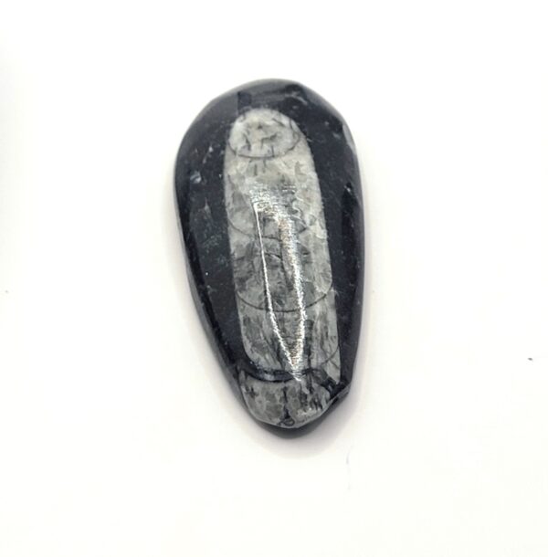 Orthoceras Fossils - Image 5