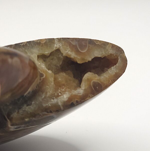 Ammonite Fossils - Image 2