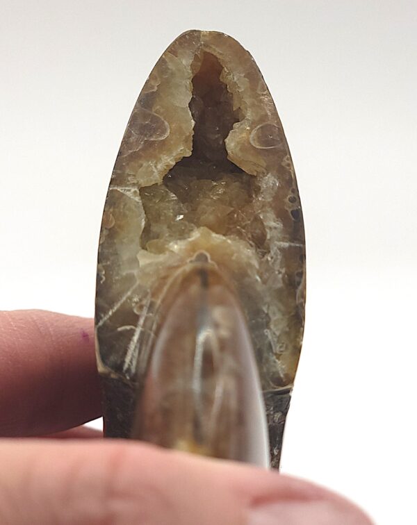 Ammonite Fossils - Image 3