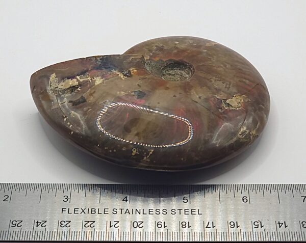 Ammonite Fossils - Image 4