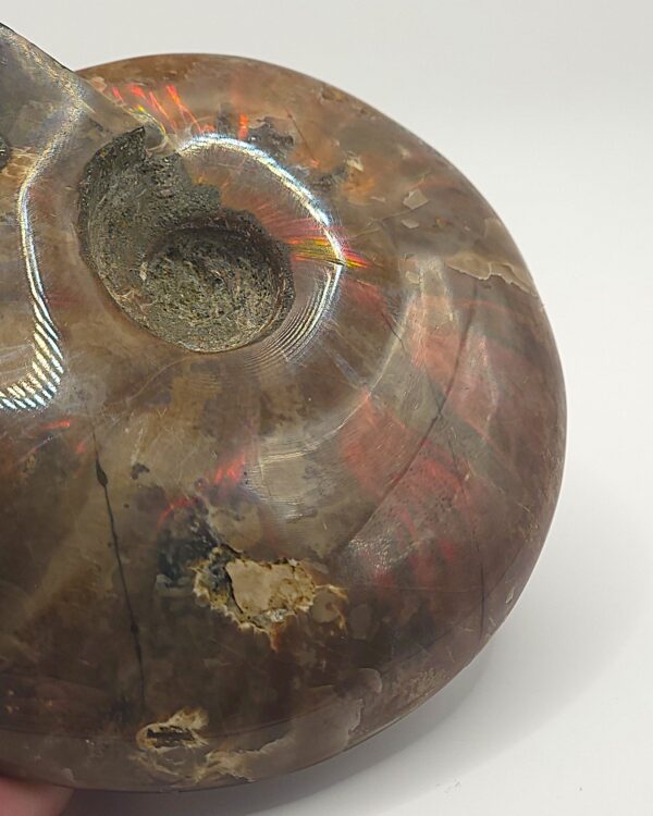 Ammonite Fossils - Image 5