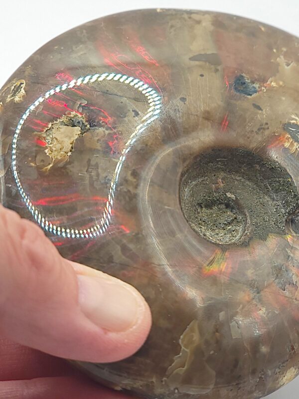 Ammonite Fossils - Image 6