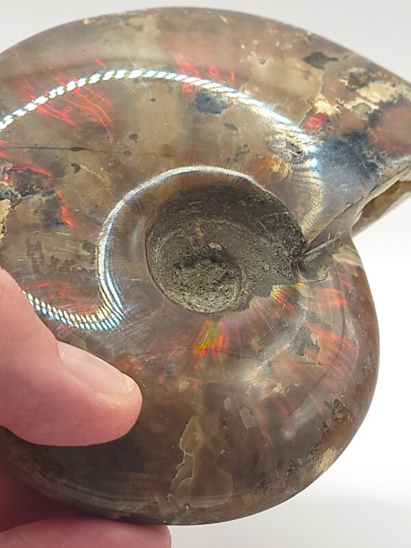Ammonite Fossils - Image 7