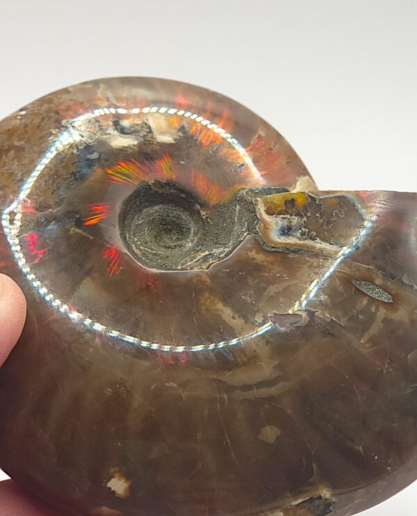 Ammonite Fossils - Image 8