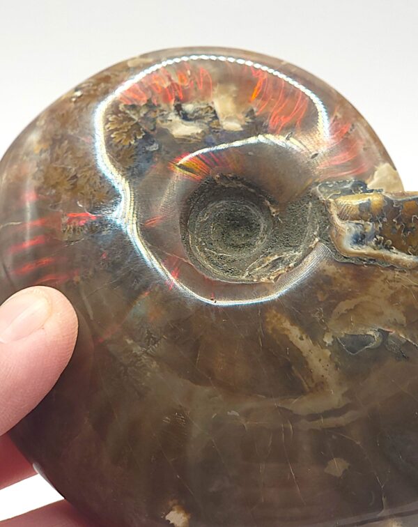 Ammonite Fossils - Image 9