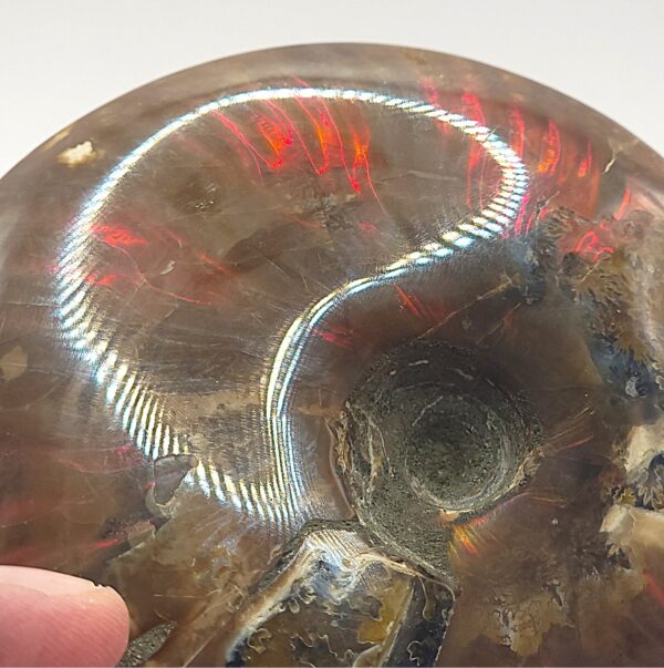 Ammonite Fossils - Image 10