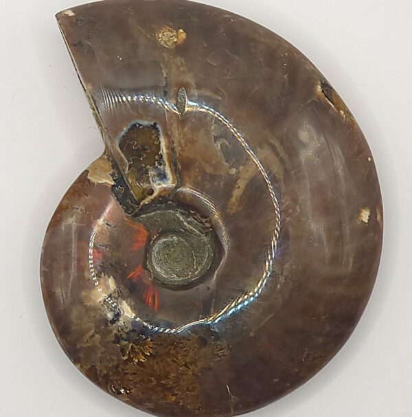 Ammonite Fossils - Image 11