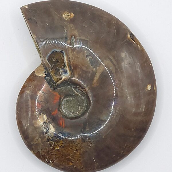 Ammonite Fossils - Image 12