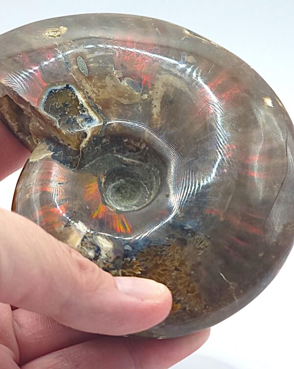 Ammonite Fossils - Image 13