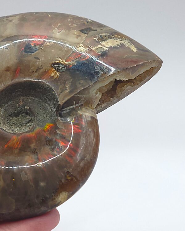 Ammonite Fossils - Image 15