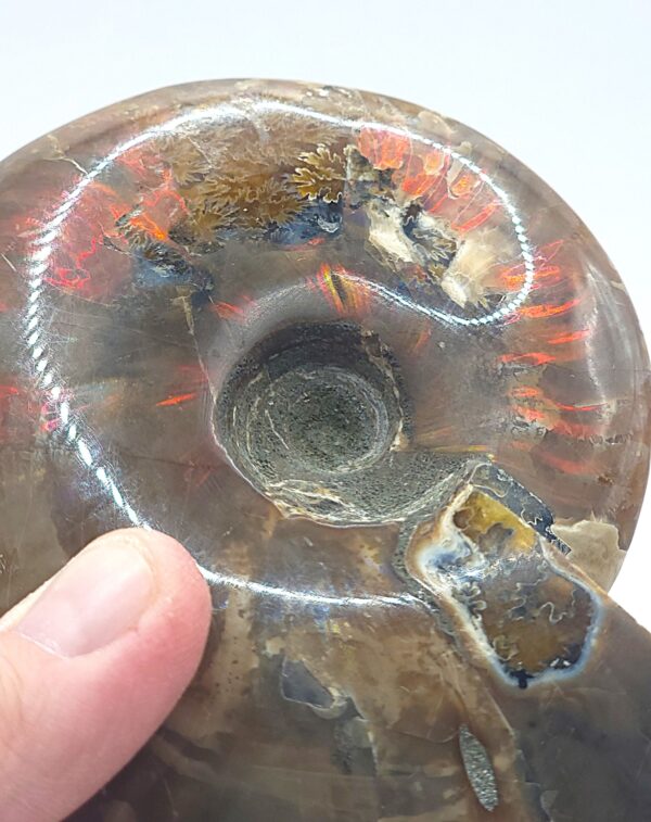 Ammonite Fossils - Image 17