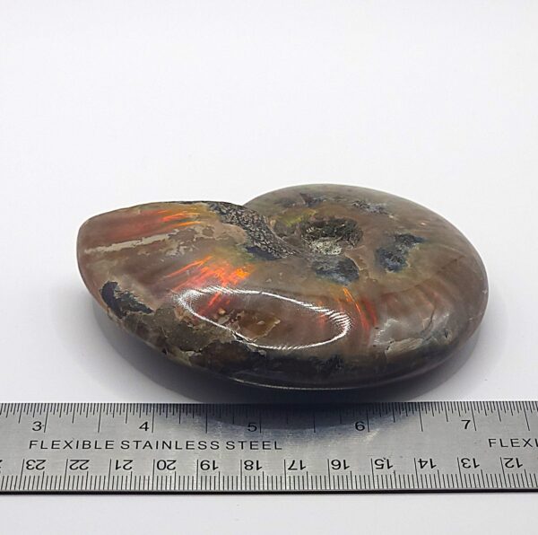 Ammonite Fossils - Image 18