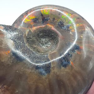 Ammonite Fossils