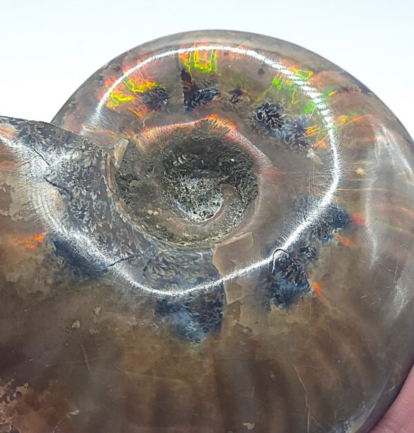 Ammonite Fossils