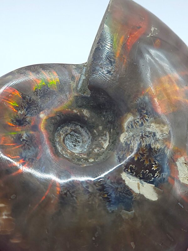 Ammonite Fossils - Image 23