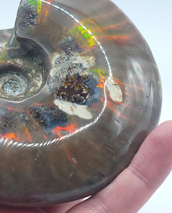 Ammonite Fossils - Image 24