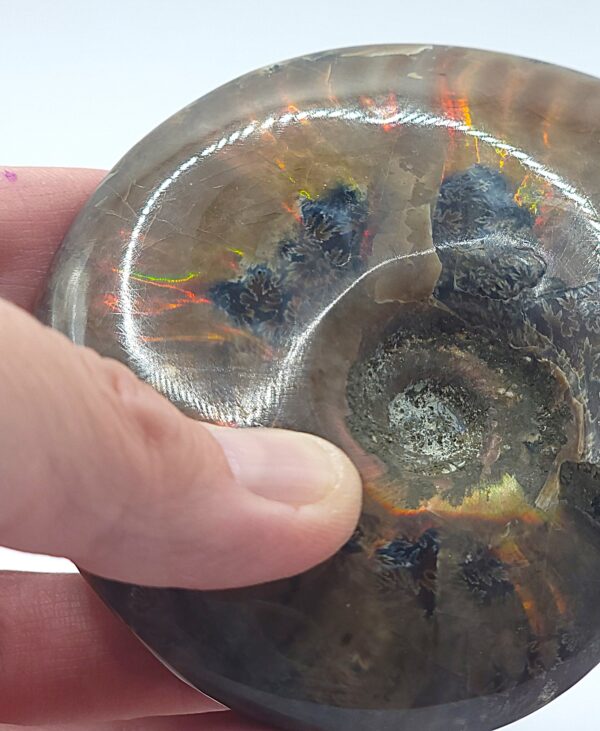 Ammonite Fossils - Image 25