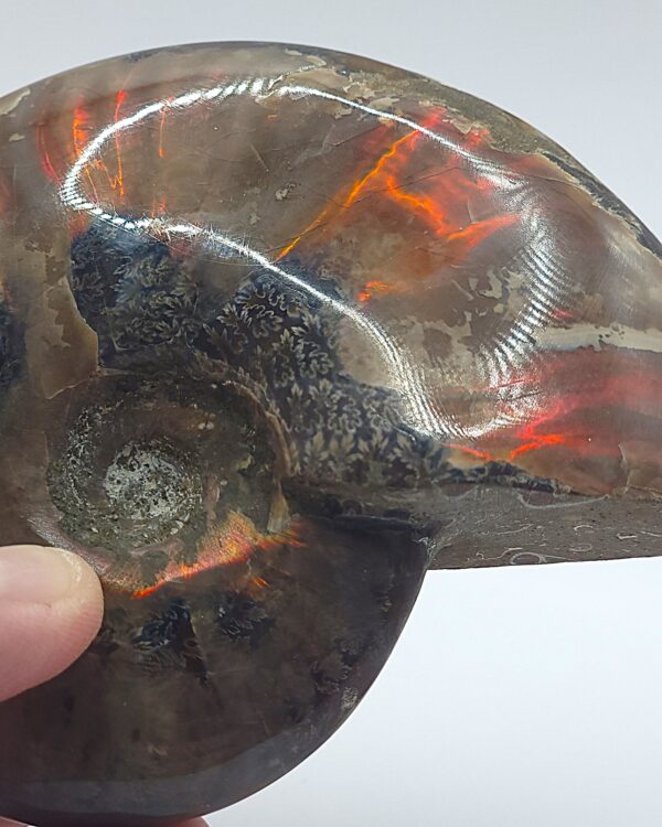 Ammonite Fossils - Image 26