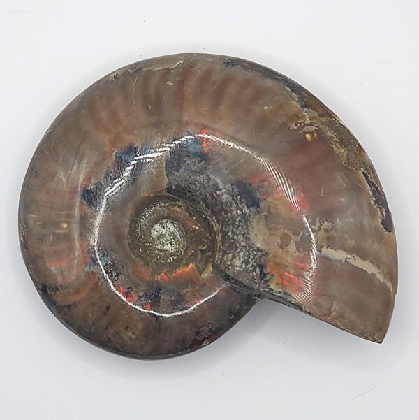 Ammonite Fossils - Image 27