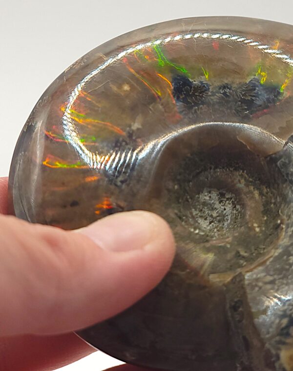 Ammonite Fossils - Image 29