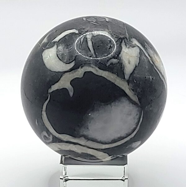 Shell Jasper Spheres - Image 5