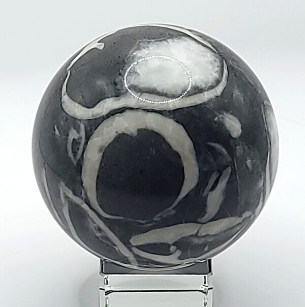 Shell Jasper Spheres - Image 6