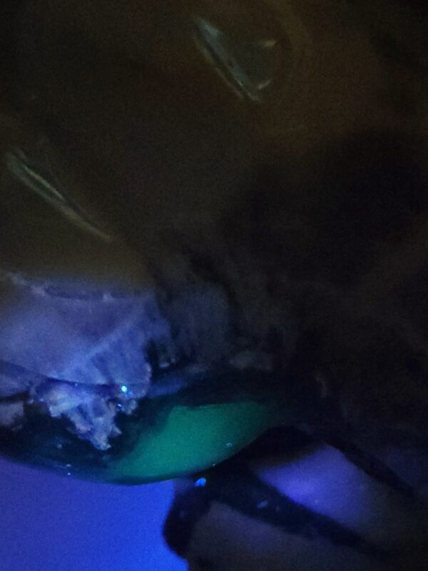 Volcano Agate Horse - Image 25