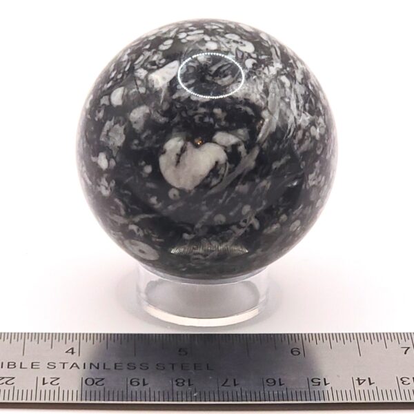 Fossilized Coral Sphere - Image 3