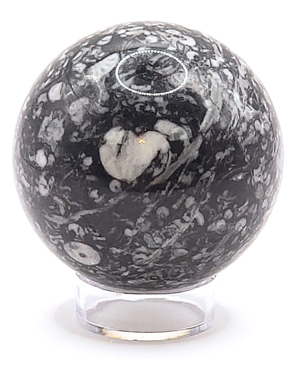 Fossilized Coral Sphere