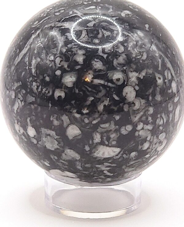 Fossilized Coral Sphere - Image 4