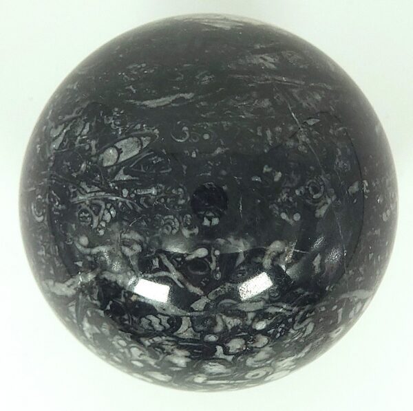 Fossilized Coral Sphere - Image 5