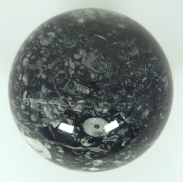 Fossilized Coral Sphere - Image 6