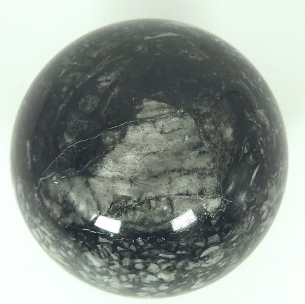 Fossilized Coral Sphere - Image 7