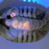 Hackmanite Scorpion Carving - Image 8